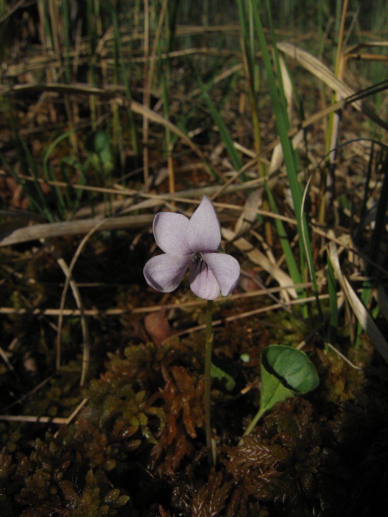 Viola palustris
